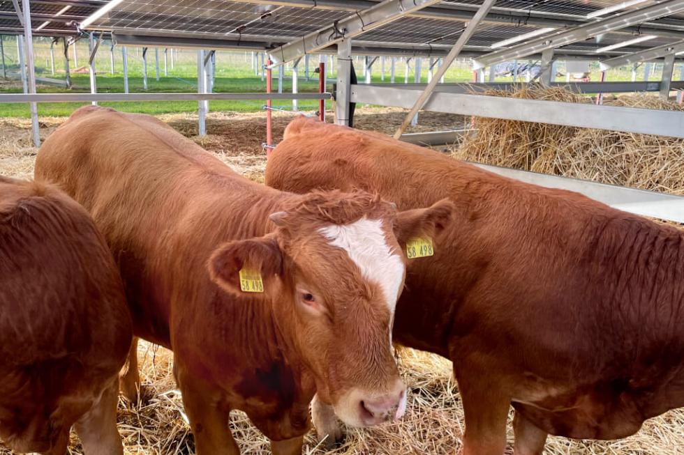 agrisolar-tierhaltung-kuehe-lekker-energie-tex-1024x683